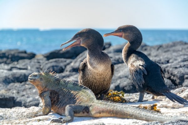 Two flightless cormorants and a marine iguana on the coastline in the Galapagos Two flightless cormorants and a marine iguana on the coastline in the Galapagos