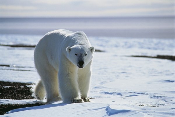 Polar bear in Greenland Polar bear in Greenland