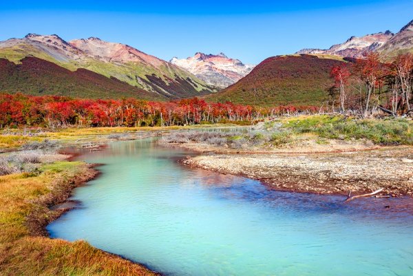 Lenga forest, Tierra del Fuego National Park, Patagonia, Lenga forest, Tierra del Fuego National Park, Patagonia,