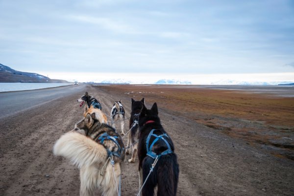 Summer dog sledding excursion, Svalbard Sledding dogs on a dirt road in Svalbard