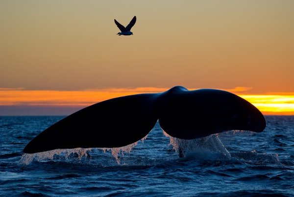Whale tale, a bird and a sunset in Antarctica Whale tale, a bird and a sunset in Antarctica