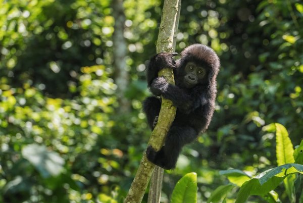 Mountain gorilla Gorilla beringei endangered popular large ape from African montane forests Bwindi Uganda. shutterstock 2070413114 Baby mountain gorilla in Uganda
