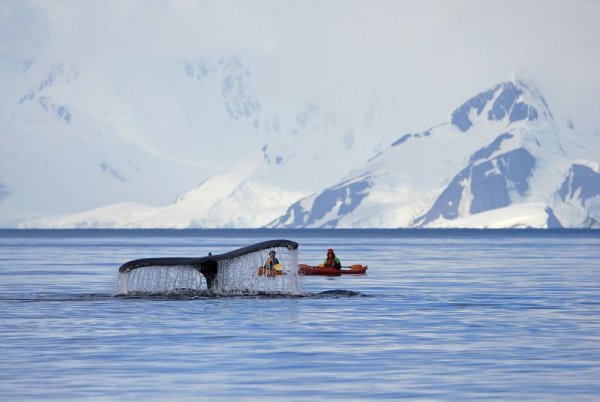 Tourists kayaking close to the whale in Antarctica Tourists kayaking close to the whale in Antarctica