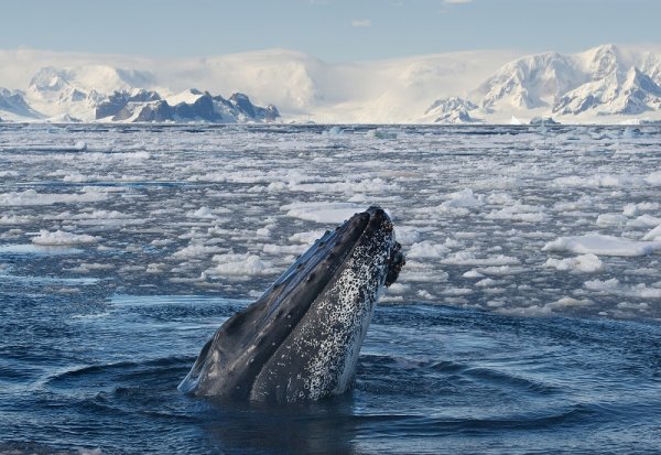 Humpback whale in the icy waters of Antarctica Humpback whale in the icy waters of Antarctica