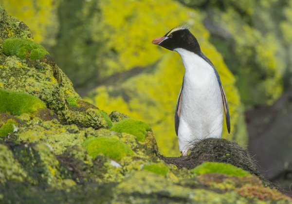 Bounty Islands Penguin shutterstock 491301037 by Charles Bergman