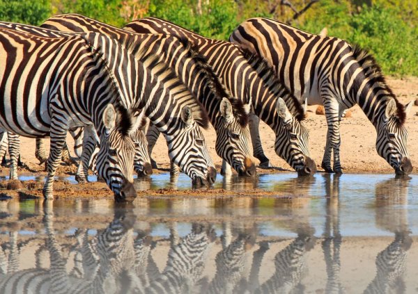 Zebras at Hwange National Park Zebras at Hwange National Park