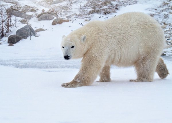 Male Polar bear in late autumn, Canada Male Polar bear in late autumn, Canada