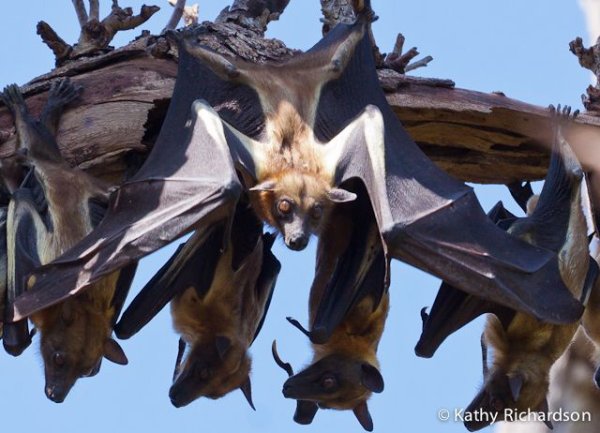 Africa wildlife experiences, Kasanka bat migration Africa wildlife experiences, Kasanka bat migration