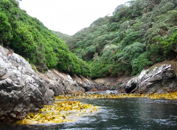 Snares Islands shutterstock 1630668367 by Agami Photo Agency