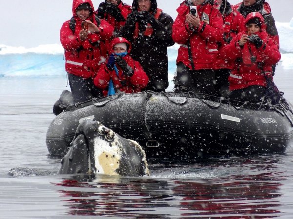Tourists taking pictures of a Humpback whale Tourists taking pictures of a Humpback whale
