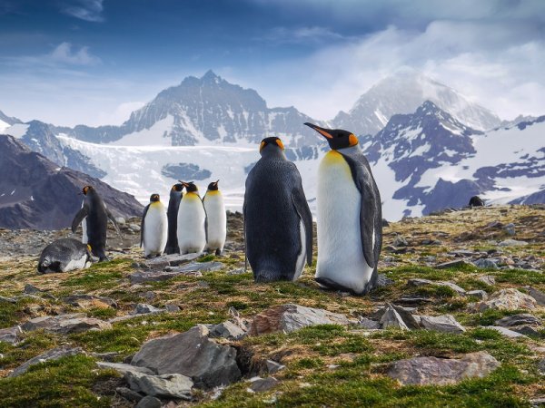 King penguins in South Georgia King penguins in South Georgia