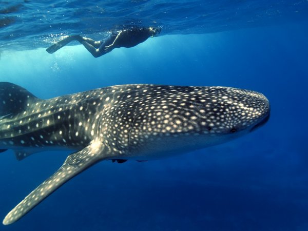 Snorkeling with whale-shark in blue waters in Belize Snorkeling with whale-shark in blue waters in Belize