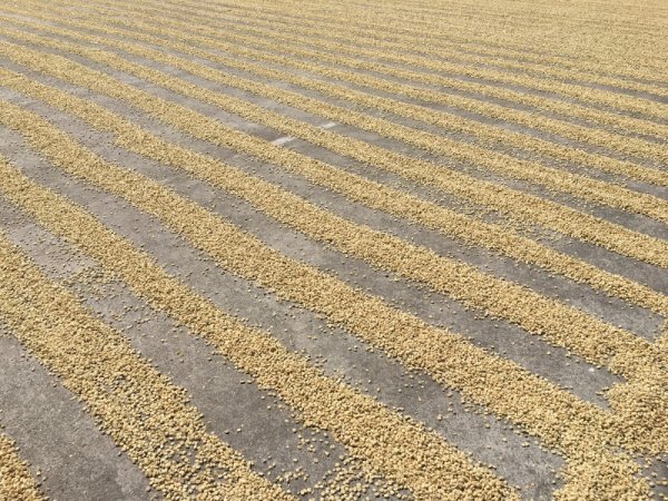 Coffee beans drying under a radiant sun at Doka estate, Costa Rica Coffee beans drying under a radiant sun at Doka estate, Costa Rica