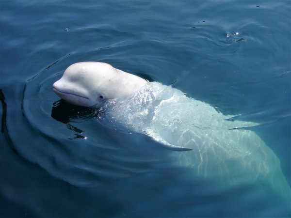 Beluga Beluga