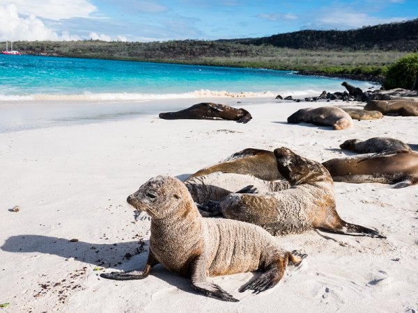Galapagos Sea Lions, Galapagos Islands Galapagos Sea Lions, Galapagos Islands