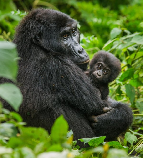 Gorillas are normally quite relaxed around humans yet take extra care when you see one with a baby A female mountain gorilla with a baby. Uganda
