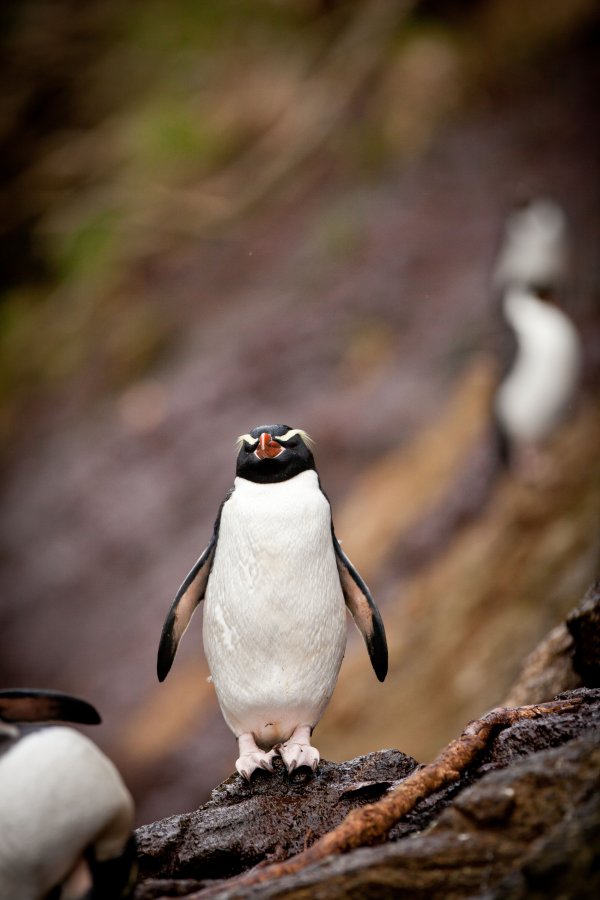 Snares Islands Penguin shutterstock 58534804 by Janelle Lugge 800