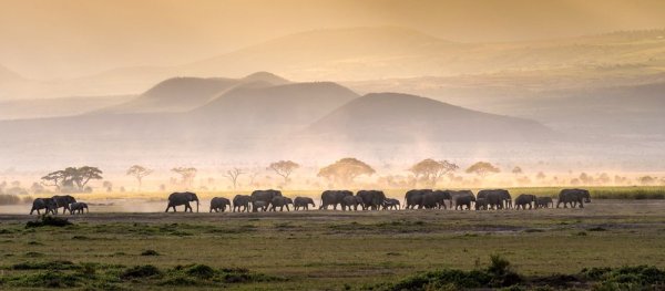 Africa wildlife experiences, Elephant migration Africa wildlife experiences, Elephant migration