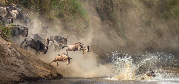Animal migrations group of Wildebeest crossing the river Animal migrations group of Wildebeest crossing the river
