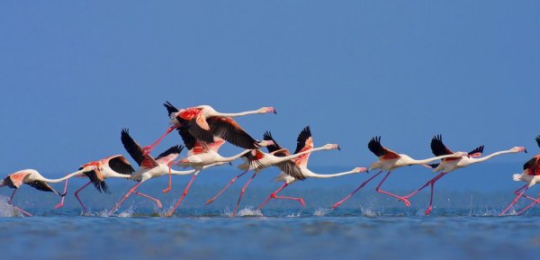 Animal migrations, Flamingo's in Mozambique Animal migrations, Flamingo's in Mozambique
