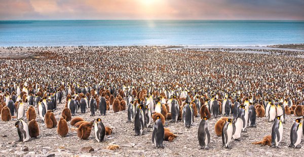 South Georgia boasts the world’s largest number of King Penguin colonies – about 50% (450,000 pairs) of the planet’s giant birds live here! Seeing this spectacle is, for many, reason enough to cruise to Antarctica. South Georgia boasts the world’s largest number of King Penguin colonies – about