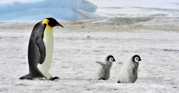 Baby penguins and their mother in Antarctica Baby penguins and their mother in Antarctica