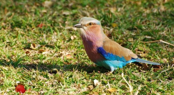 Chobe National Park West Indian Roller Biird Chobe National Park West Indian Roller Biird