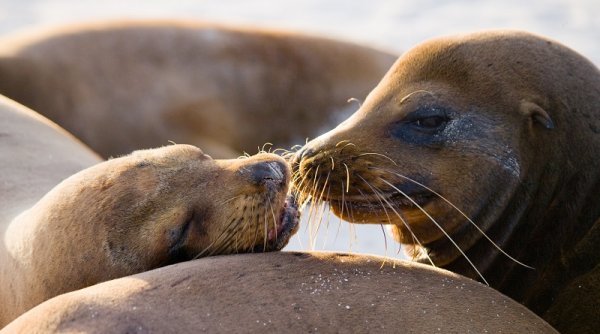 Sea lions lying on the sand, Galapagos Islands Sea lions lying on the sand, Galapagos Islands