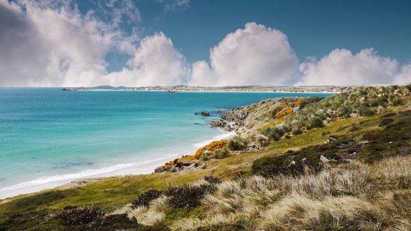 Falkland Islands Gypsy Cove Falkland Islands Gypsy Cove