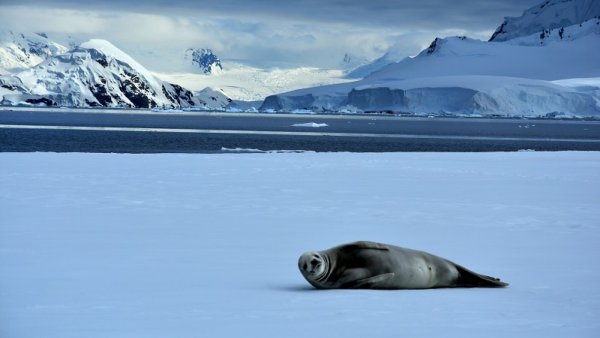 Antartica Seal Antarctica Seal