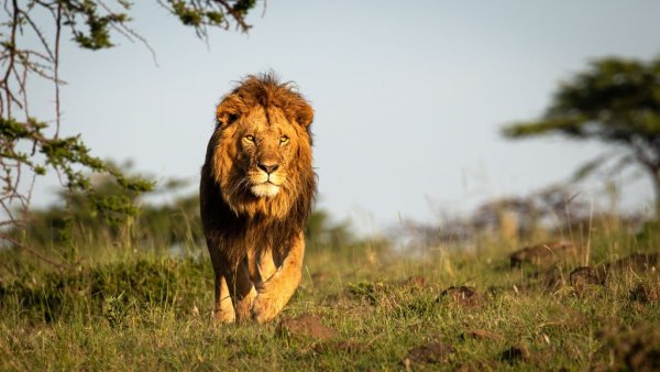 Travel to Africa and meet the Jungle King of African Jungle