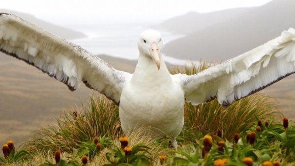 Albatross on Campbell Island SubAntarcticIslands6