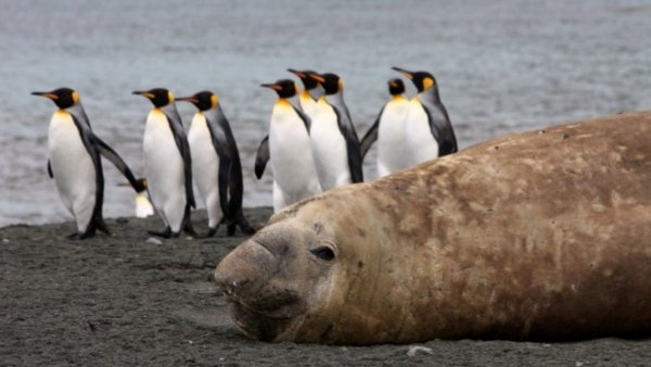 Elephant Seal Viewing elephant seal sub antarctica