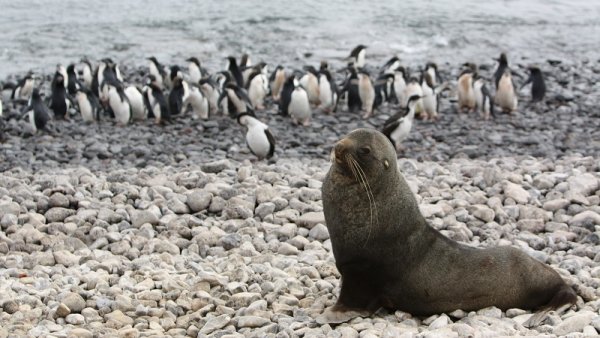 Wildlife watching, Peninsula The enchanting wildlife is waiting for you in Antarctica