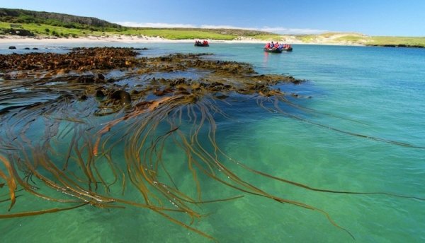 Sub Antarctic Islands in the Summer SubAntarcticIslands11