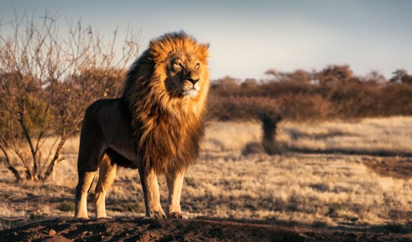 Lion in South Africa South Africa solo female travel - Lion in South Africa safari