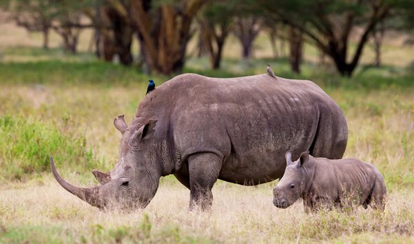 White Rhinoceros, Endangered Species, Kenya. White Rhinoceros Endangered Species Kenya.
