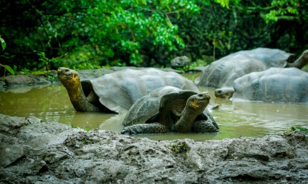 Galapagos turtles in a lagoon, San Cristobal Galapagos turtles in a lagoon, San Cristobal