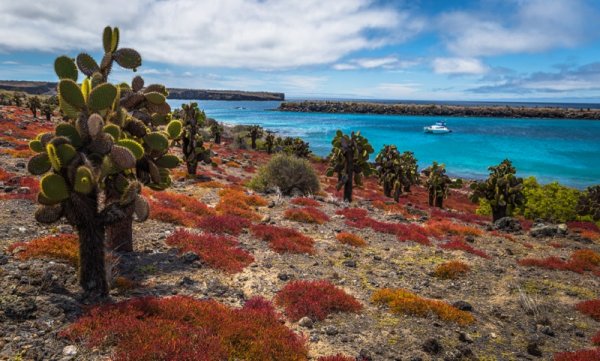 Endemic cactuses in Plaza Sur island, Galapagos Endemic cactuses in Plaza Sur island, Galapagos