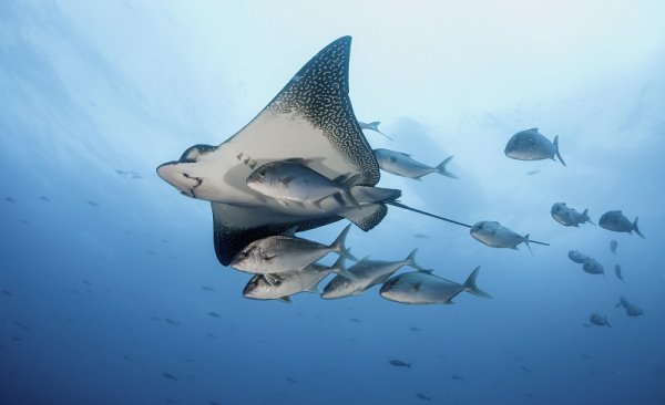 Eagle ray swimming with a small school of jack fish, Galapagos Islands Eagle ray swimming with a small school of jack fish, Galapagos Islands