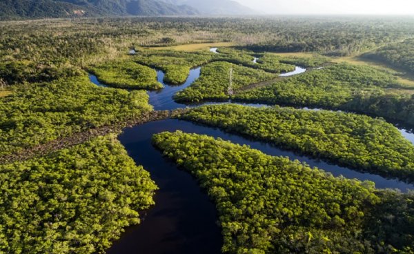 Amazon Rainforest, South America Amazon Rainforest, South America
