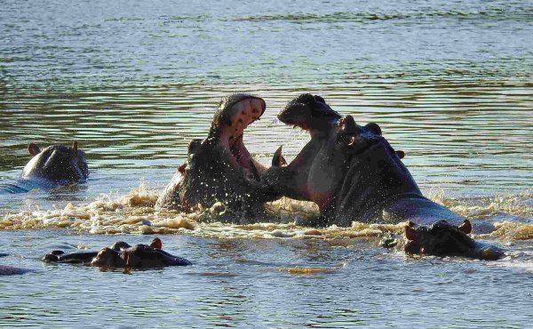 Tanzania southern circuit Hungry angry hippos Tanzania southern circuit Hungry angry hippos