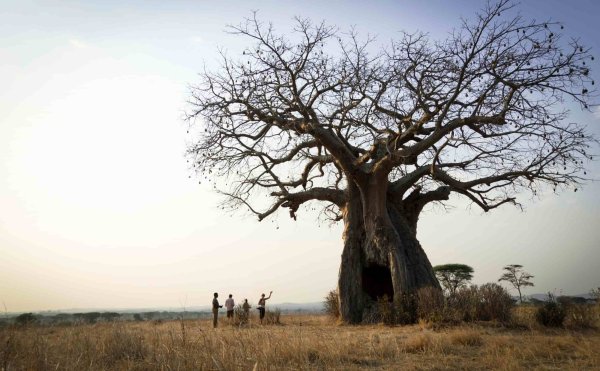 Tanzania Southern Circuit Baobab in Ruaha Tanzania Southern Circuit Baobab in Ruaha