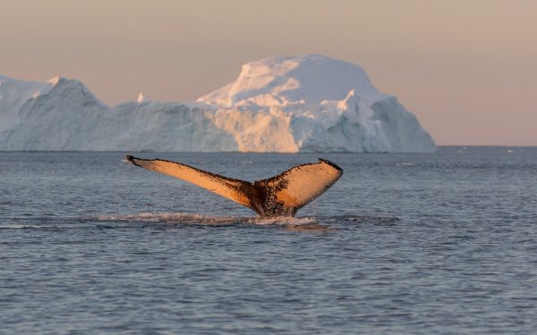 Whale diving near Greenland shutterstock 507596680 By Vadim Petrakov 800