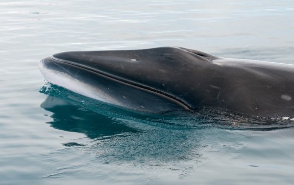 Minke whale in Antarctica Minke whale in Antarctica