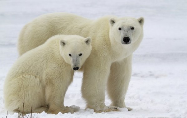 Polar bear with her cub, Canada Polar bear with her cub, Canada