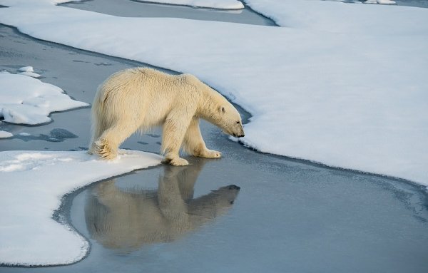 Polar bear on the ice floes, Spitsbergen Polar bear on the ice floes, Spitsbergen