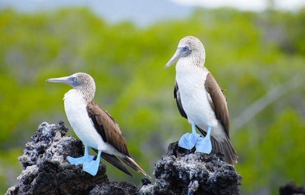 Blue footed boobies, Galapagos Islands Blue footed boobies, Galapagos Islands
