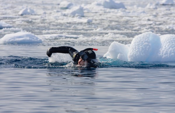 Snorkelling in Antarctica Excursion in Antarctica: Snorkelling