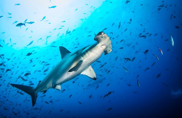 Hammerhead Sharks Hammerhead Sharks